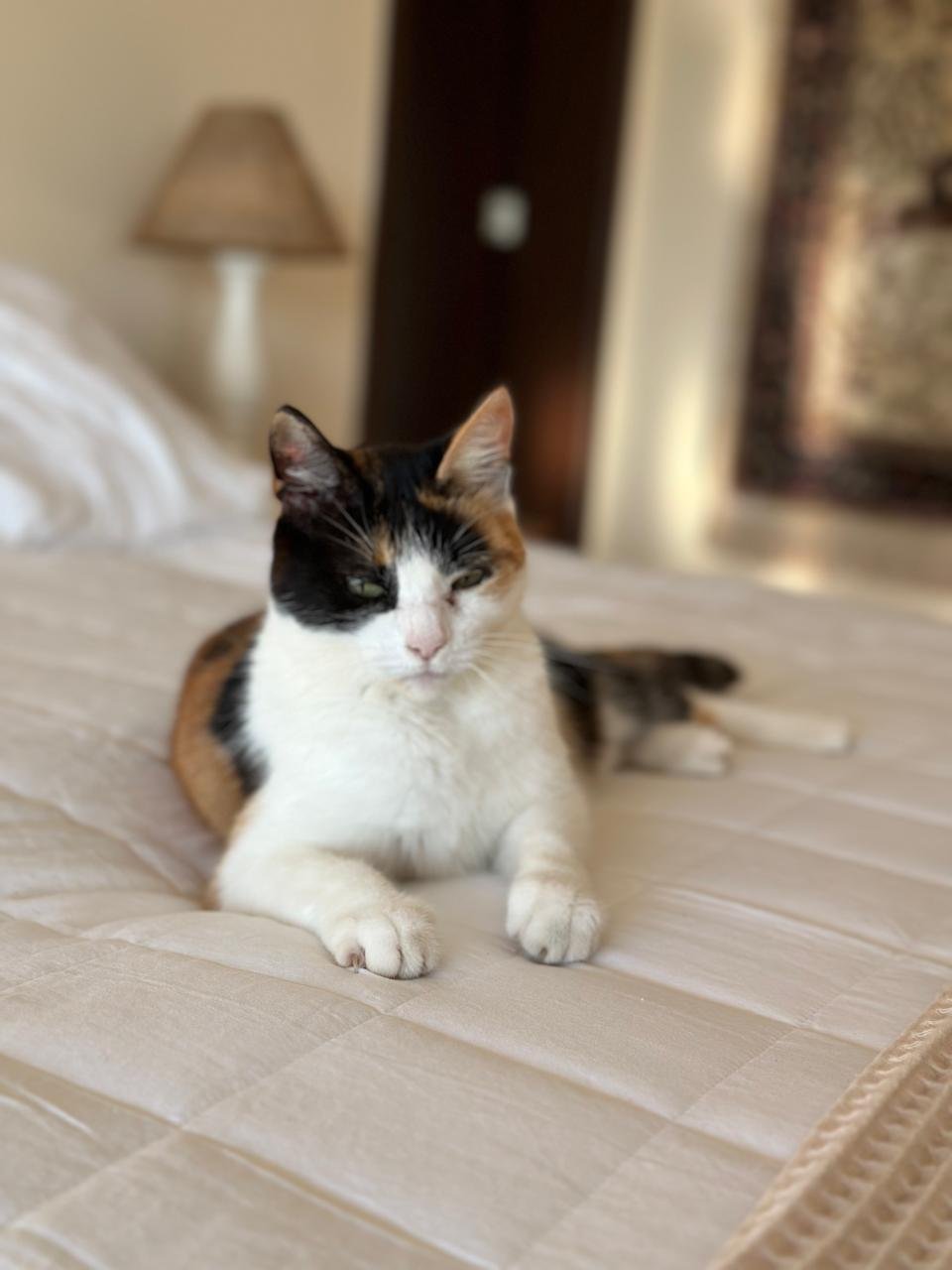 Flori, gata da Pousada Ganesha
