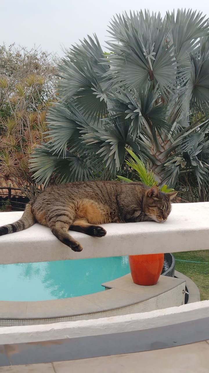 Tigrinho, gato da Pousada Ganesha