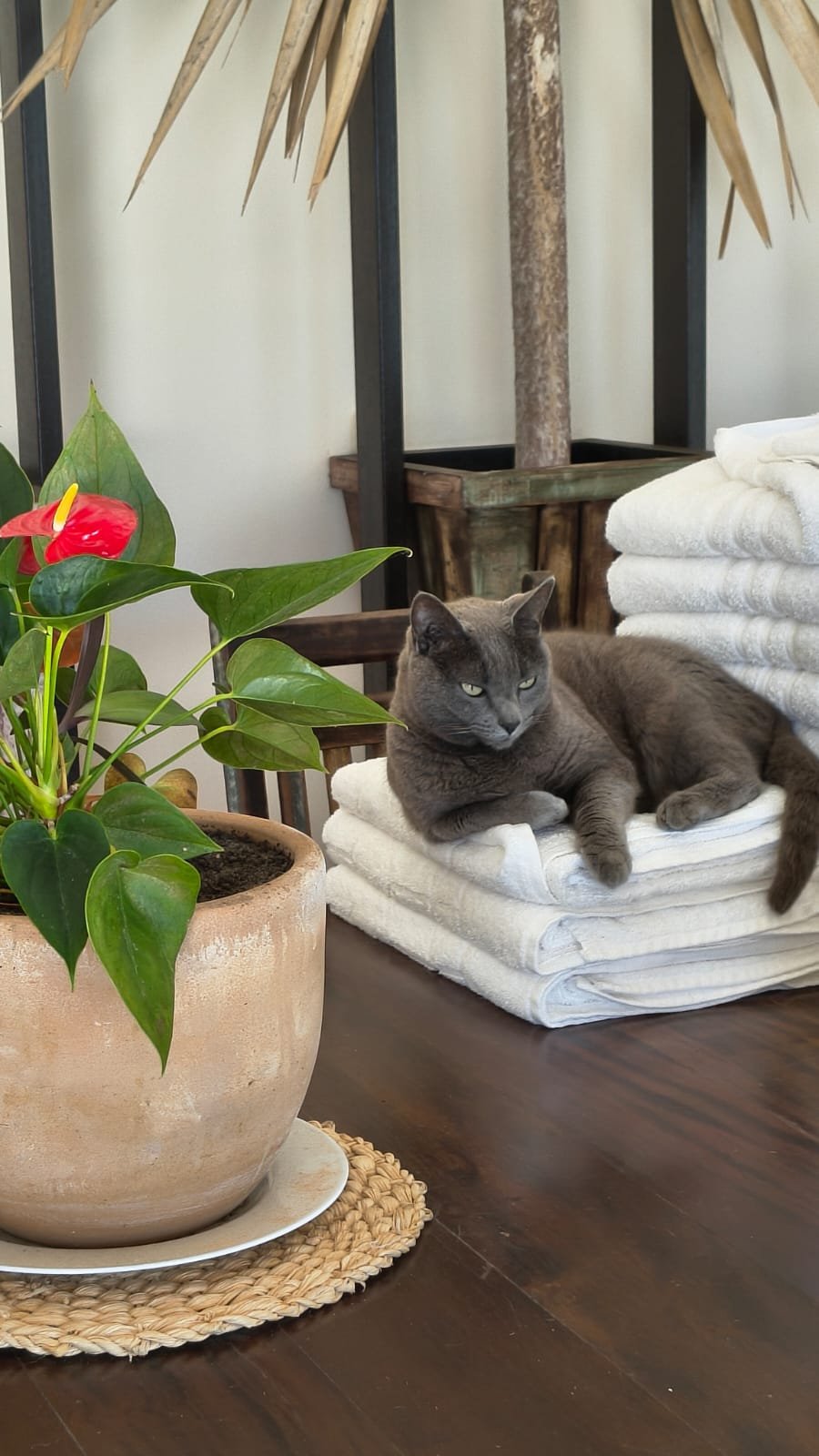 Vênus, gata da Pousada Ganesha